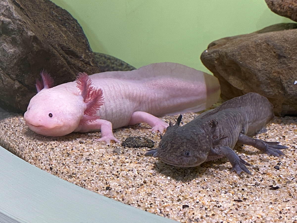 「水が少なくなるとかわいくなくなる」メキシコサンショウウオ