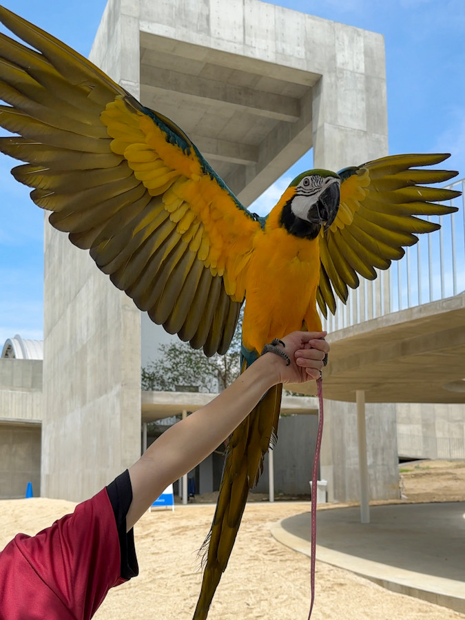 「霞ケ浦　どうぶつとみんなのいえ」　展示される鳥