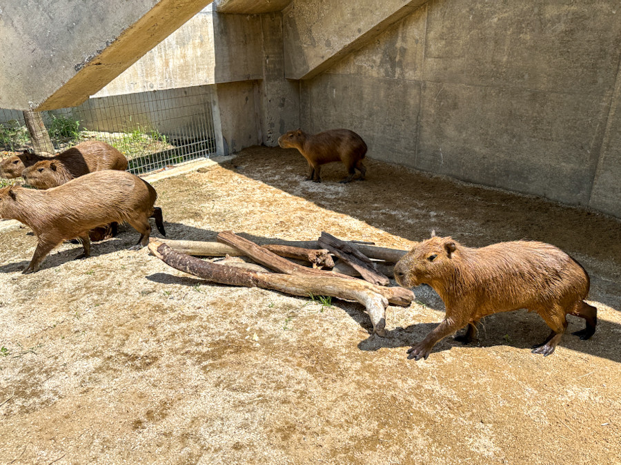 「霞ケ浦　どうぶつとみんなのいえ」　展示されるカピバラ