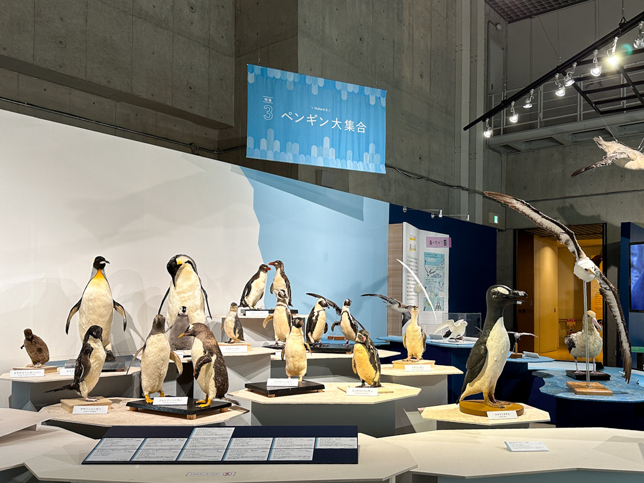 国立科学博物館 特別展「鳥 ～ゲノム解析で解き明かす新しい鳥類の系統～」 会場