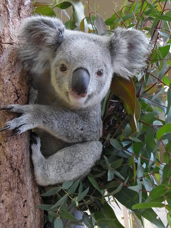 横浜市立金沢動物園 美術館 博物館 インターネットミュージアム